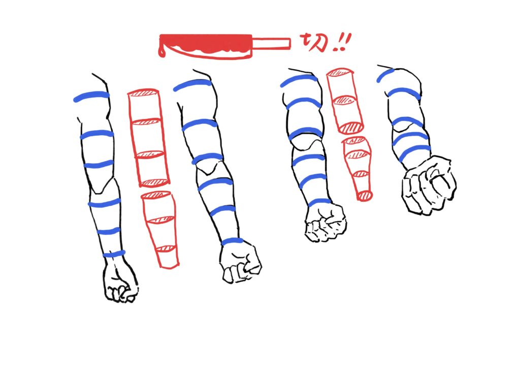 Arm divided by cross-section contour lines that curve as the arm raises