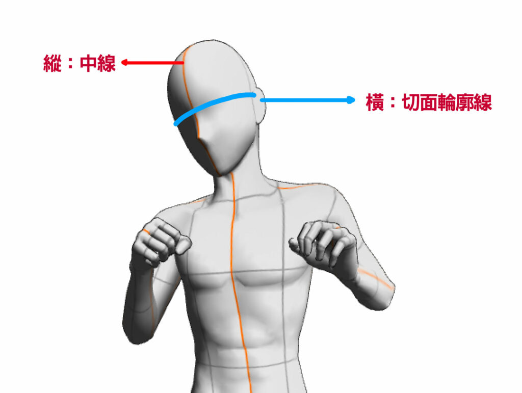 Figure mannequin covered with centerline and cross-section contour lines